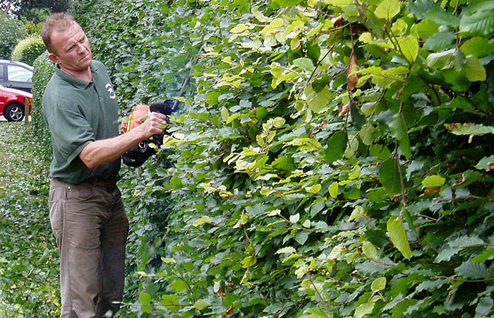 Domestic garden maintence - hedge trimming